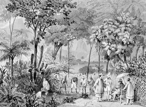 The Chinese Tea Plantation in the Botanic Gardens at Rio de Janeiro, engraved by Leon Jean Baptiste Sabatier fl.1827-87 and Victor Adam 1801-66 c.1835 The Chinese Tea Plantation in the Botanic Gardens at Rio de Janeiro, engraved by Leon Jean Baptiste Sabatier fl.1827-87 and Victor Adam 1801-66 c.1835