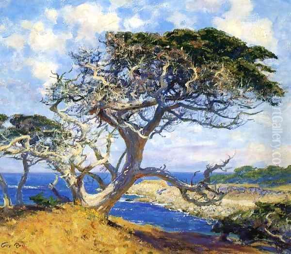 Monterey Cypress - view 1