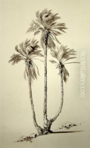 Palmengruppe Palmengruppe