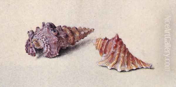 Study of Two Shells - view 1