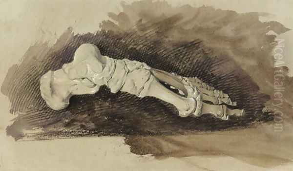 The Bones of a Female Humans Foot - view 1