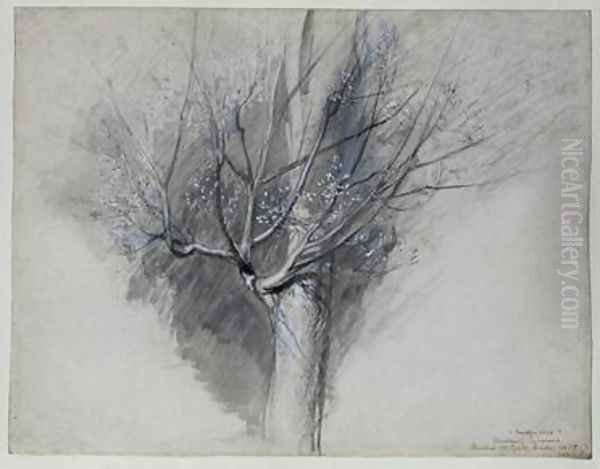 Budding Sycamore - view 1