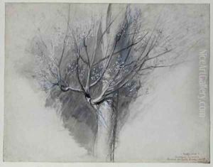 Budding Sycamore