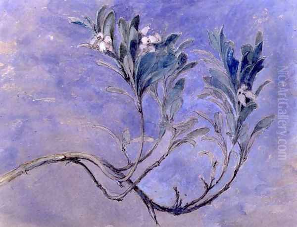 Study of a Sprig of a Myrtle Tree, c.1877 - view 1