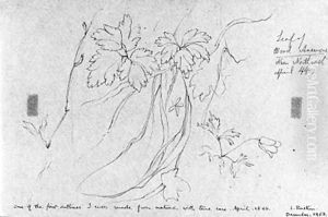 Sketch of a wood anemone