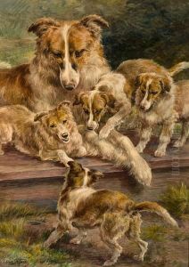 Collie And Pups