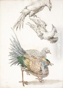 Quatre Etudes De Poules Faisanes Quatre Etudes De Poules Faisanes