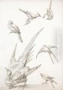 Six Etudes D""""oiseaux Perches Sur Une Branche by Jean-Baptiste Oudry