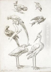 Deux Etude D""""echassiers,
Deux Etudes De Perroquets / Perches Sur Une Branche, Et Trois Etudes
D""""oiseaux Divers by Jean-Baptiste Oudry