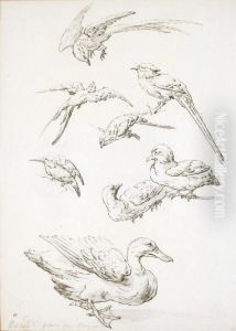 Etude De Canard Et Sept Etudes D""""oiseaux Etude De Canard Et Sept Etudes D""""oiseaux