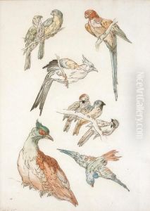 Neuf Etudes D""""oiseaux Dont Certains Perches Sur Des Branches by Jean-Baptiste Oudry