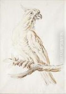Perroquet Perche Sur Une Branche by Jean-Baptiste Oudry