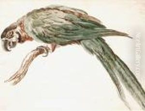 Perroquet Perche Sur Une Branche by Jean-Baptiste Oudry