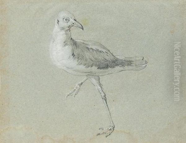 Une Mouette Marchant Vers La Gauche, La Tete Tournee Vers La Droite - view 1