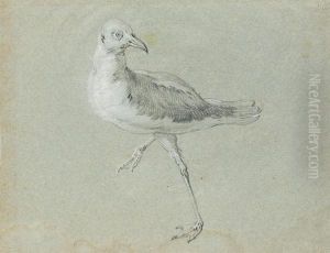 Une Mouette Marchant Vers La Gauche, La Tete Tournee Vers La Droite