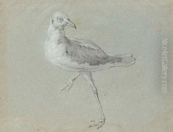 Une Mouette Marchant Vers La Gauche Tournee Vers La Droite - view 1