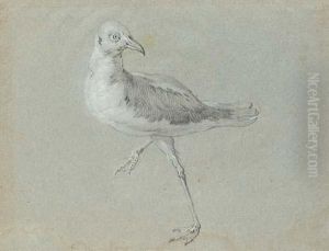 Une Mouette Marchant Vers La Gauche Tournee Vers La Droite Une Mouette Marchant Vers La Gauche Tournee Vers La Droite