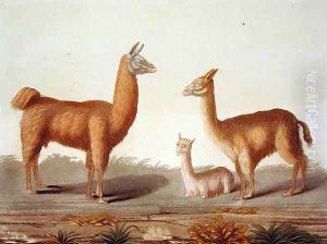 Alpaca left and Vicuna right llamas, from Le Costume Ancien et Moderne, Volume II, plate 12, by Jules Ferrario, published c.1820s-30s by Vittorio Raineri