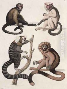 Monkeys by Vittorio Raineri