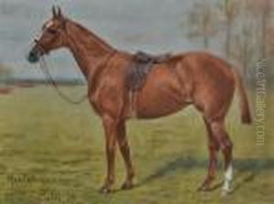 Portrait Of A Race Horse "hesitate (a Winner)