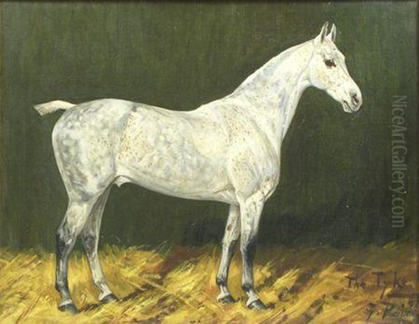 The Tyke'- A Grey Hunter In Astable - view 1