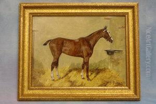 Study Of A Horse In Stable "dorothy" - view 1