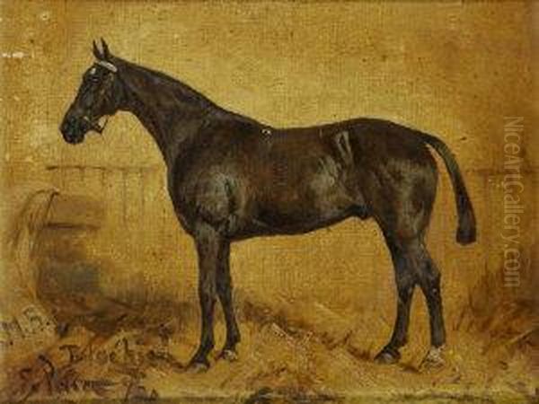 Blackie, A Dark Bay Stallion In A Stable - view 1