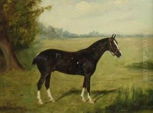 Study Of Ahorse
