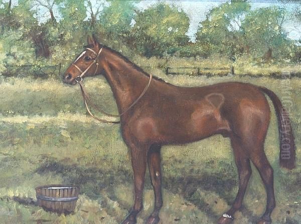 A Bay Pony In A Paddock - view 1