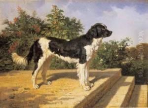Cane