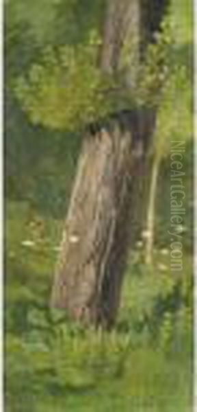 Tronco D'albero - view 1