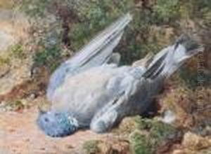 The Dead Pigeon