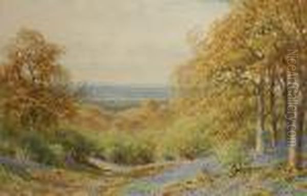 Bluebells On Leith Hill, Surrey - view 1