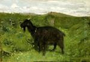 Capra