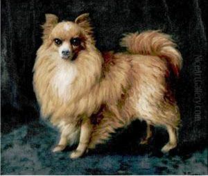 Pomeranian Pomeranian