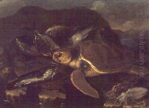 Still Life with a Fish and a Tortoise by Giuseppe Recco