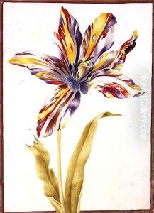 A Multicoloured Broken Tulip by Nicolas Robert