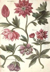 Stylised Study of Flowers by Nicolas Robert 1614-85 by Nicolas Robert