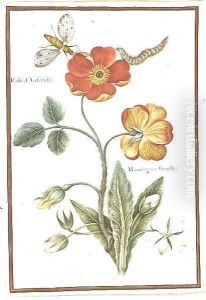Austrian Briar Rose and Mandragora by Nicolas Robert