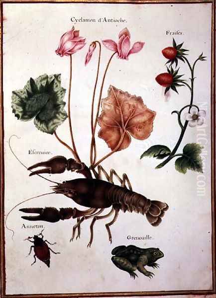 Cyclamen, Alpine Strawberry, a Lobster and a Frog - view 1
