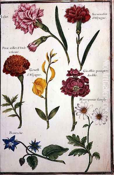 Two Carnations, French Marigold, Spanish Broom, Double Stock, Borage and Maguerite - view 1