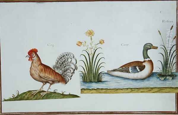 A Cockerel and a Mallard - view 1