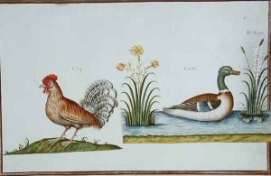A Cockerel and a Mallard by Nicolas Robert