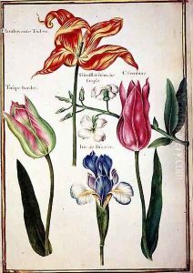 Flower Studies Tulips and Blue Iris by Nicolas Robert