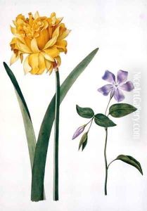 Double Daffodil and Periwinkle by Nicolas Robert