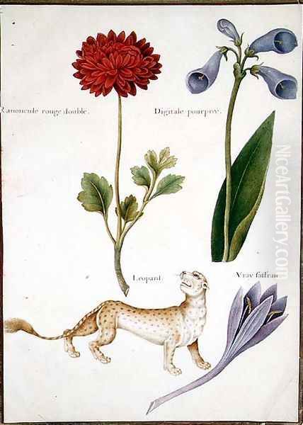 Ranunculus, Foxglove, Meadow Saffron and a Leopard - view 1