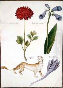 Ranunculus, Foxglove, Meadow Saffron and a Leopard by Nicolas Robert