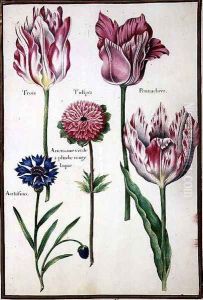 Three Broken Tulips, Cornflower and Anemone by Nicolas Robert
