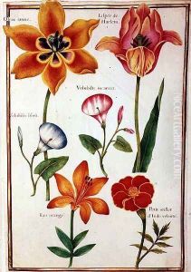 Two Tulips, Convolvulus, Lilium Bulbiferum and French Marigold by Nicolas Robert