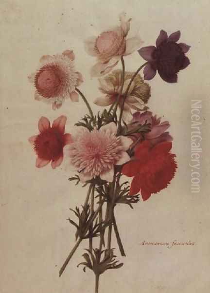 Anemone Coronaria - view 1